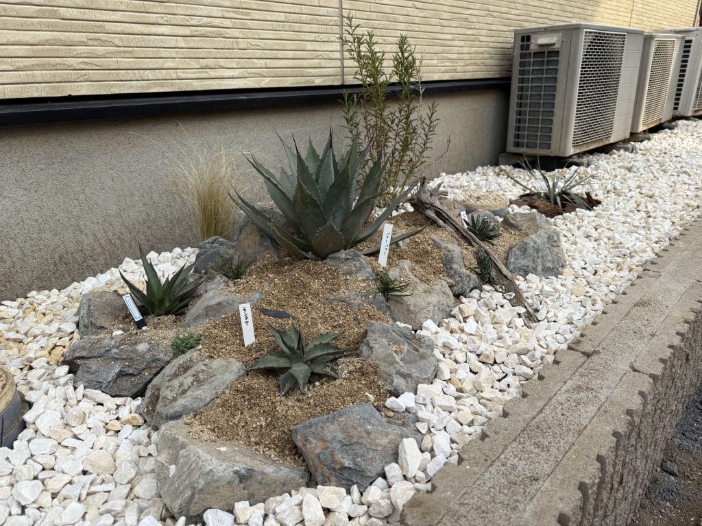 アガベについて – とげまる園芸